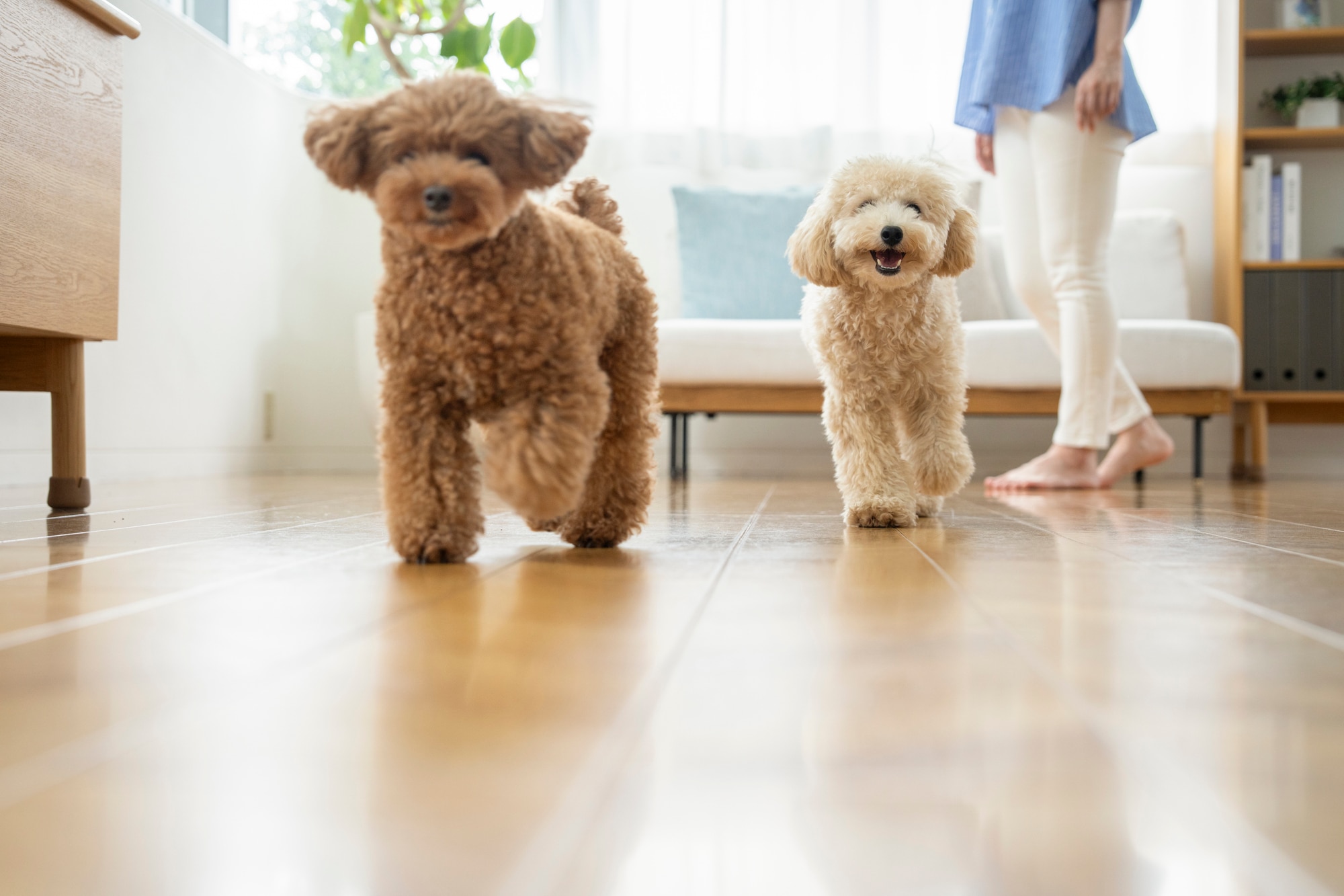小型犬・中型犬 飼育可
